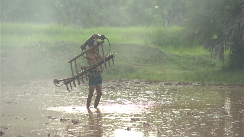 On the morning with golden sunlight in the rice fields in rural Thailand, Farmers and their lifestyle of rice farming based on the seasons	