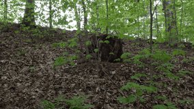 We see the forest at the beginning of spring with leaves starting to grow. On the ground, the dead leaves from last year are still visible. - Powered by Shutterstock - Get 15% off with code: PIKWIZARD15
