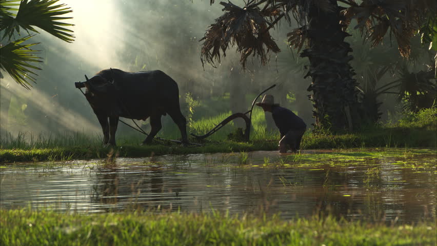 On the morning with golden sunlight in the rice fields in rural Thailand, Farmers and their lifestyle of rice farming based on the seasons