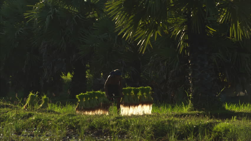 On the morning with golden sunlight in the rice fields in rural Thailand, Farmers and their lifestyle of rice farming based on the seasons	