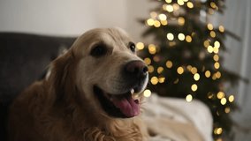 Portrait Of Happy Golden Retriever Dog Against Christmas Blurred Light - Powered by Shutterstock - Get 15% off with code: PIKWIZARD15