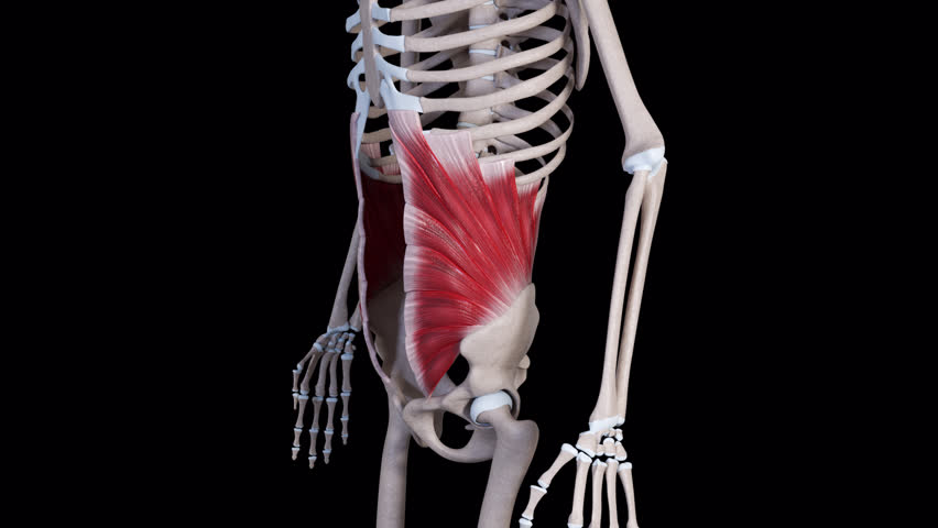 This 3d animation shows the movement  of the internal oblique abdominis muscle 