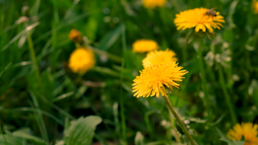 Dandelion extract and homeopathic supplements. Selective focus.