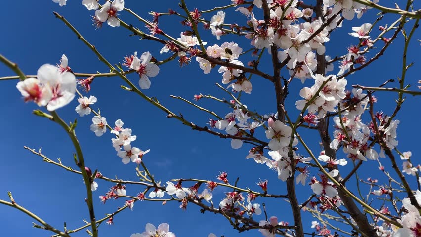 A bee collects pollen while pollinating wind-swayed almond flowers with pink and yellow stamens. Trees and distant mountains frame the scene beneath a radiant blue spring sky.