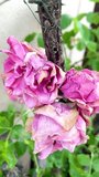  Withered Yet Beautiful Roses on a Rosebush Capturing the Poetic Side of Natural Decay - Powered by Shutterstock - Get 15% off with code: PIKWIZARD15
