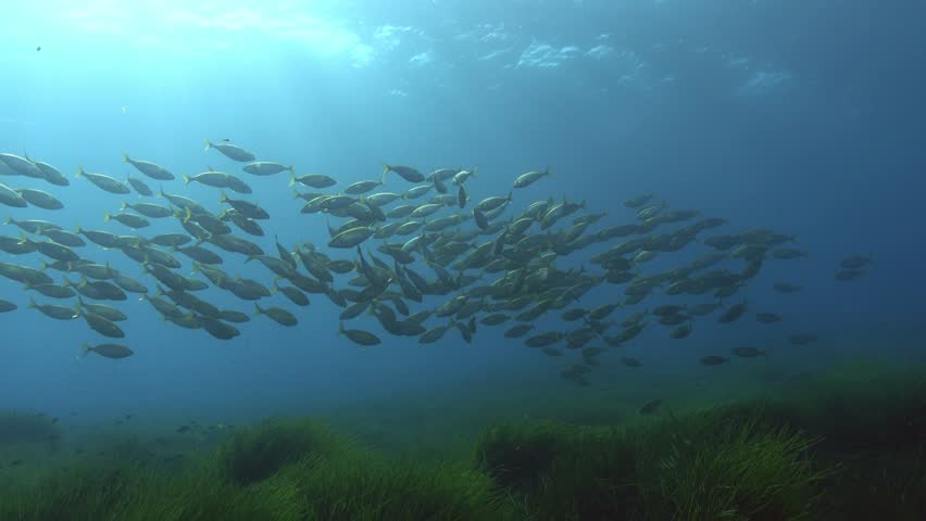 Underwater scene - Salema fish shoal in a Posidonia seaweed field