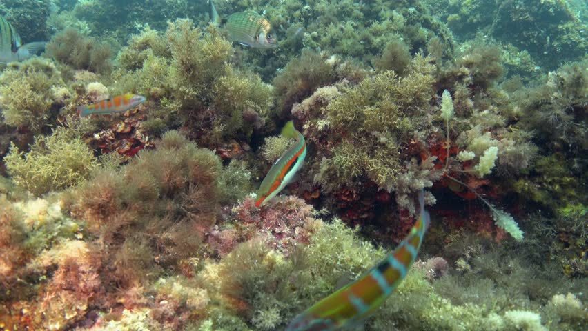 Little reef fish - Coris Julis - Mediterranean rainbow wrasse - 