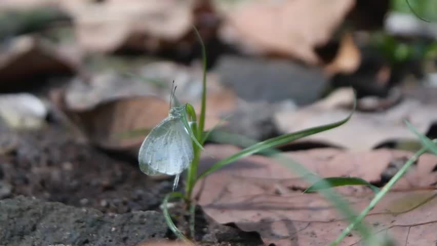 Two white butterflies are mating.