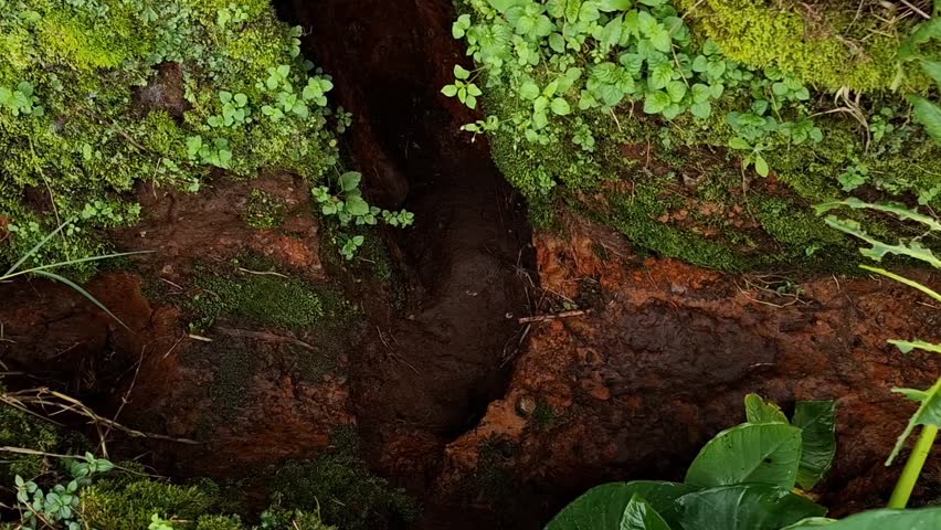 Close-up of naturally eroded brown rock on a mountain, forming an inward curve, with surrounding green plants adding contrast and depth.