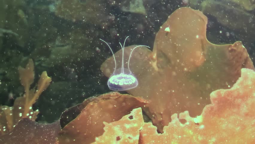 Under frozen expanse of Arctic Ocean, remarkable jellyfish Turritopsis nutricula thrives. Its graceful movements amidst stunning marine flora capture enigmatic beauty of this chilly habitat.