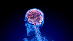 This video visualizes the human brain and nervous system in action, highlighting neural activity, spinal cord connection, and brain structure through glowing animation and anatomical transparency. - Powered by Shutterstock - Get 15% off with code: PIKWIZARD15