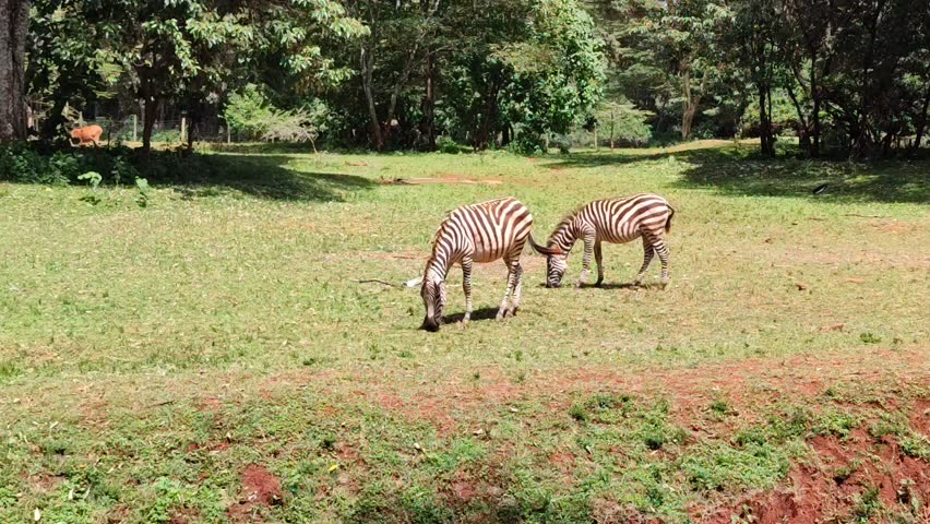 Two zebras grazing closely together in Nairobi National Park, savannah grassland region. A couple of zebras