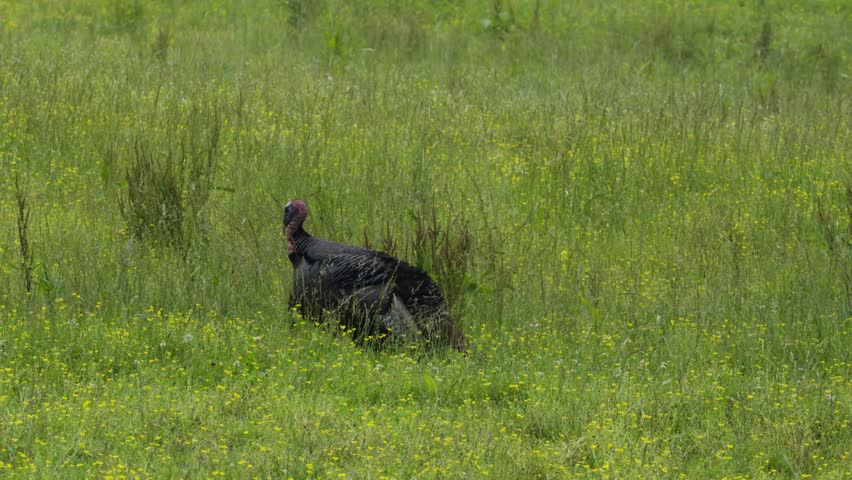 A male turkey stands motionless, then walks away through tall grass before stopping again.