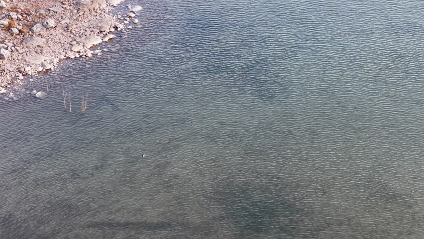 Mergansers swimming along the rocky shoreline of Lake Huron in clear shallow water, Michigan