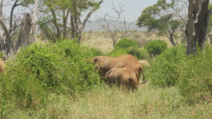 Three elephants partially obscured by dense green bushes in a savannah-like environment, foraging among foliage with dry grass and scattered trees in the background. Tsavo National Park, Kenya.