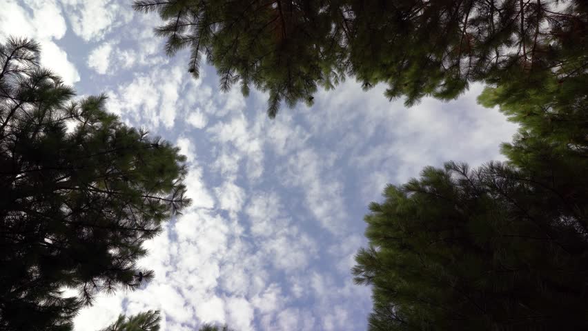 Low-angle shot of blue sky clouds passing through over man walking among pine tree forest