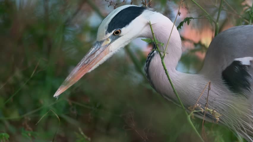 Extreme close-up of a grey heron in its natural habitat during summer. The bird