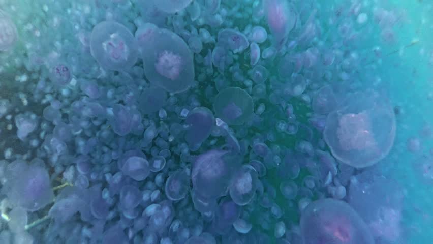 Underwater, top to bottom video showing a sea filled with hundreds of jellyfish (jellyfish bloom) in the Red Sea, Egypt