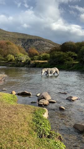 Wild white horse crossing a river in Patagonia