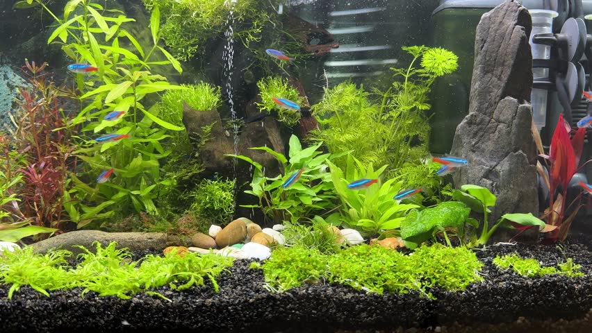 neon tetras fish swimming in the freshwater aquarium with plants