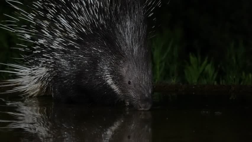 An Indian crested porcupine (Hystrix indica) is drinking water at night, and its reflection appears in the spring .