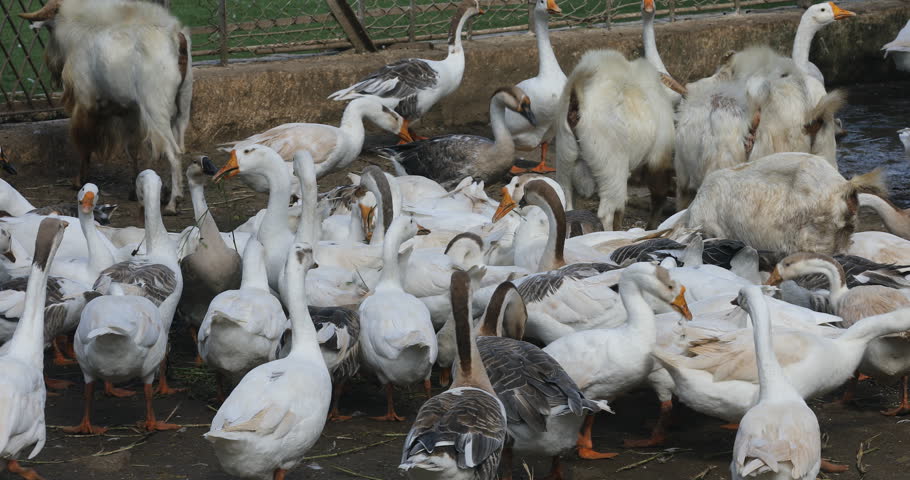 Ducks and Goats in a Farm Hyderabad India