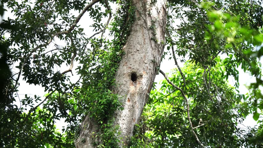 Great Hornbill feeding their baby bird (No sound) 4K Videography