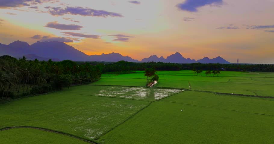 Beautiful landscape growing Paddy rice field with mountain and sky background in Nagercoil. Tamil Nadu