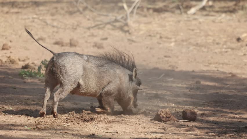 A male warthog throwing sand with his snout onto his opponent, Tuli Botswana.
