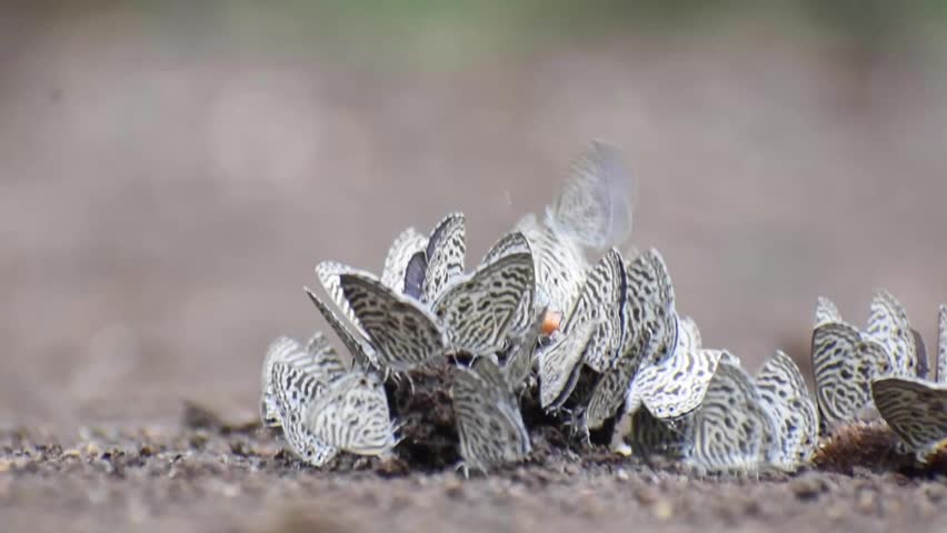 Zebra Blue butterflies (Leptotes plinius) gather on damp ground and engage in mud-puddling, absorbing nutrients and minerals from the soil surface.