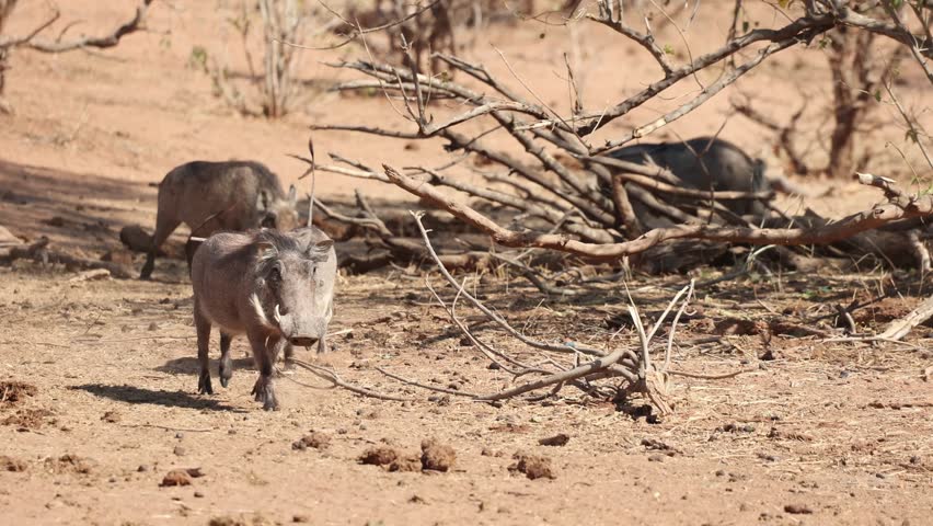 Warthogs getting a fright and start running when two warthogs start fighting in the background, Botswana