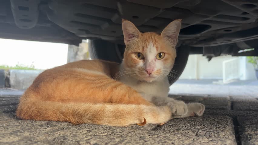 Orange cat is sitting relaxed under the car while looking at the cameraman and the surrounding environment