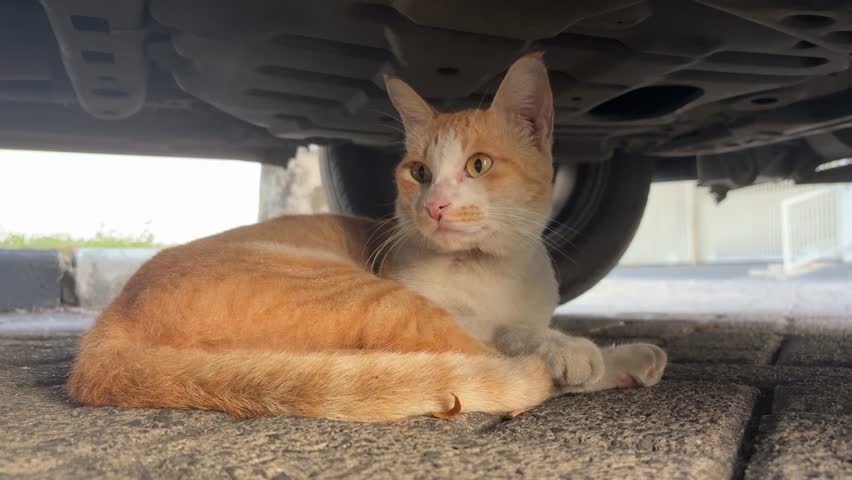 Orange cat is sitting relaxed under the car while looking at the cameraman and the surrounding environment