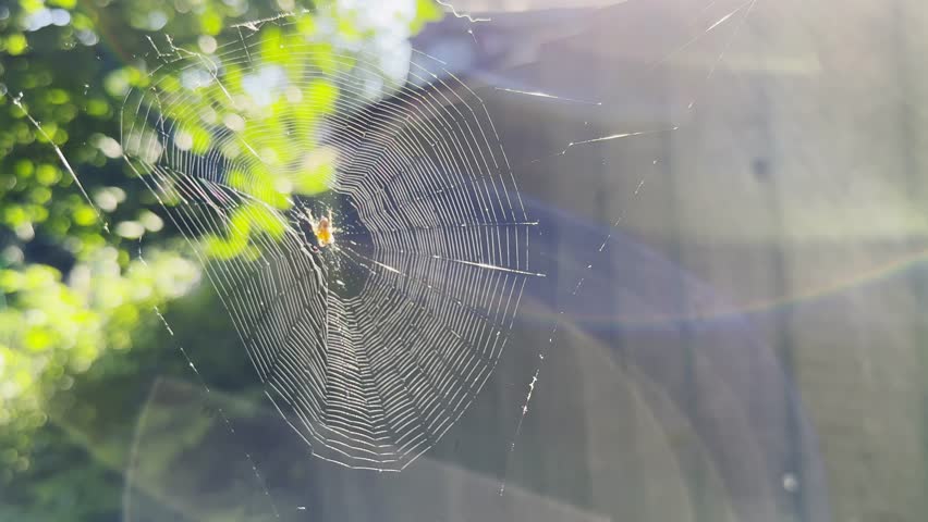 Spiderweb swaying in wind at garden with sunlight at background. Spider builds a cobweb outdoor. Beautiful nature scene on summer day. Concept of wildlife. Slow motion