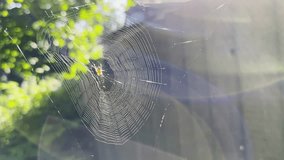 Spiderweb swaying in wind at garden with sunlight at background. Spider builds a cobweb outdoor. Beautiful nature scene on summer day. Concept of wildlife. Slow motion - Powered by Shutterstock - Get 15% off with code: PIKWIZARD15