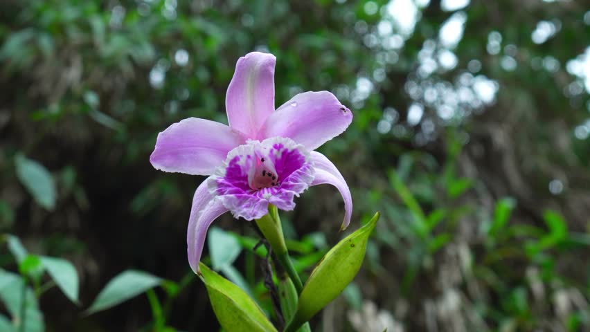 Amazonian orchid close-up with soft handheld camera motion