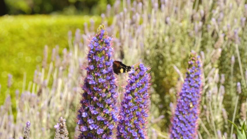 Black butterfly on a flower