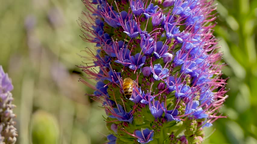 Bees on a purple flower