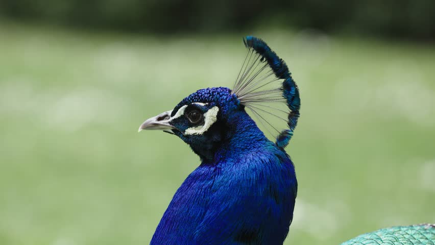 Close-up of Peacock head, filmed in Porto, Portugal