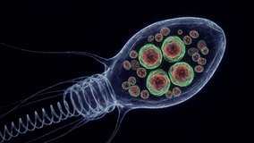 Glowing 3D microorganism animation. Luminous translucent cell with internal spheres and multiple corkscrew flagella swimming.  - Powered by Shutterstock - Get 15% off with code: PIKWIZARD15