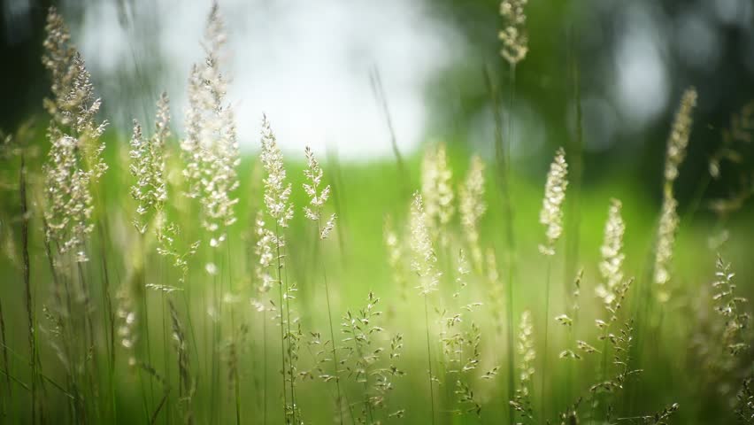 Wild green grass in a summer forest at sunny day. Plants swaying in the light wind. Beautiful summer nature background. Selective focus
