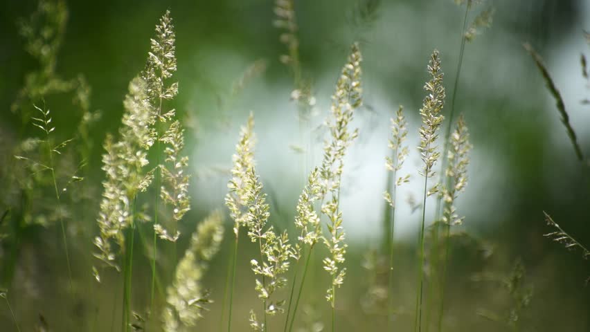 Wild green grass in a summer forest at sunny day. Plants swaying in the light wind. Beautiful summer nature background. Selective focus
