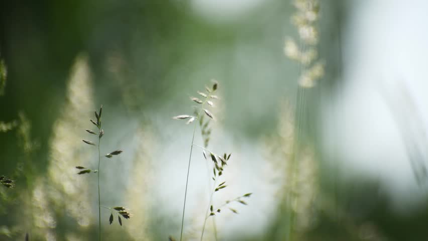 Wild green grass in a summer forest at sunny day. Plants swaying in the light wind. Beautiful summer nature background. Selective focus
