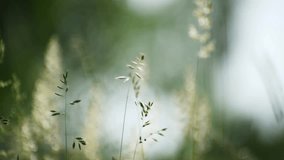 Wild green grass in a summer forest at sunny day. Plants swaying in the light wind. Beautiful summer nature background. Selective focus
 - Powered by Shutterstock - Get 15% off with code: PIKWIZARD15