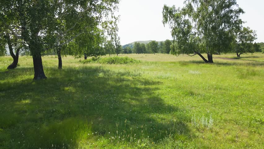 Green trees and grass in a forest meadow at sunny day. Flying between the trees. Beautiful summer landscape
