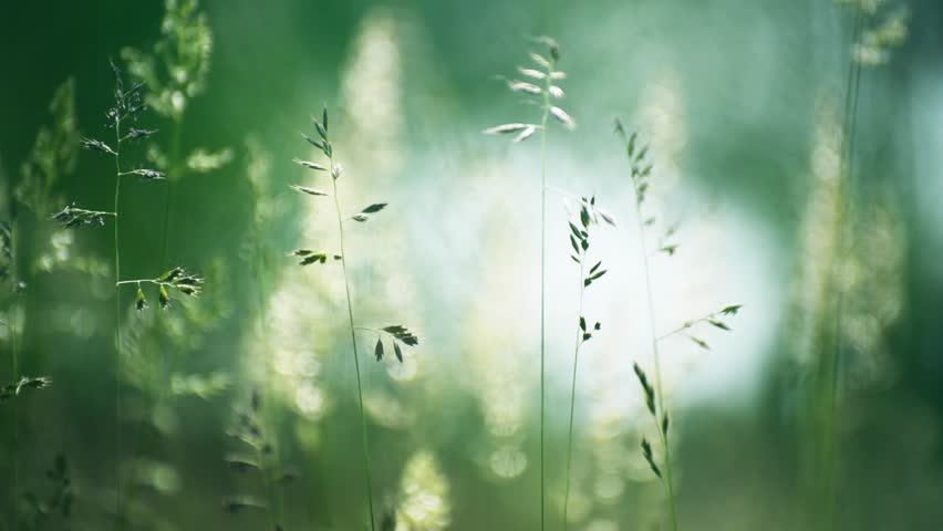 Wild green grass in a summer forest at sunny day. Plants swaying in the light wind. Beautiful summer nature background. Selective focus
