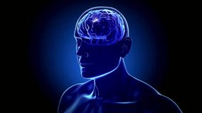 This animated video showcases a close-up view of the human brain's neural network, with flashing neurons transmitting electrical impulses, highlighting the activity of brain communication. - Powered by Shutterstock - Get 15% off with code: PIKWIZARD15