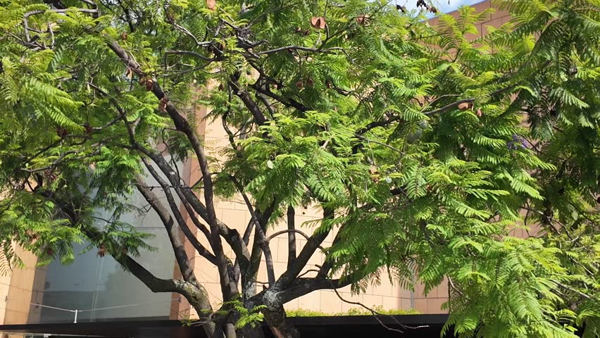 A tree with green leaves and brown nuts. The tree is in front of a building. The tree is tall and has a lot of leaves