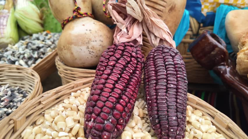 Two corn cobs are sitting in a basket with other corn and beans. The corn is brown and the beans are green
