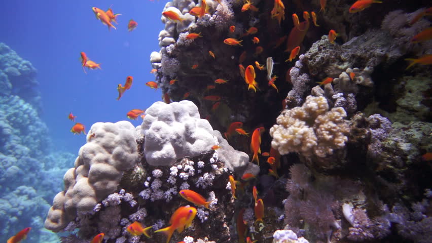 Coral and fish in the Red Sea, Egypt